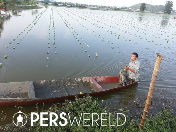 Wat zijn parel oesters? - zhenzhu