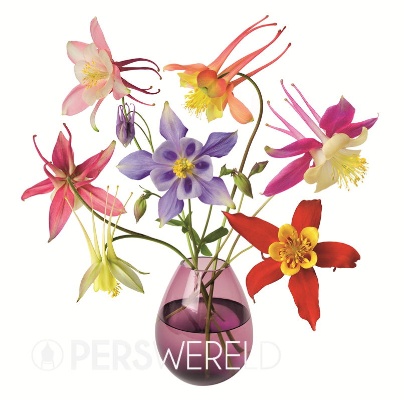 flatflowers-raamsticker-akelei-2