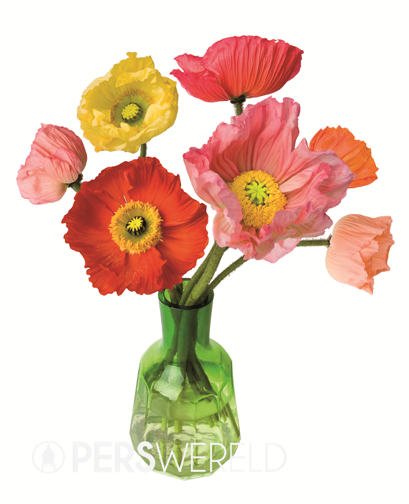 flatflowers-raamsticker-papaver
