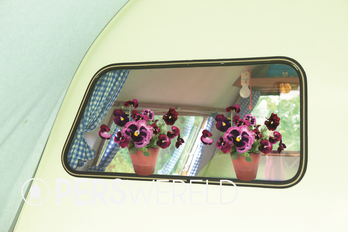 flatflowers-raamsticker-viooltjes